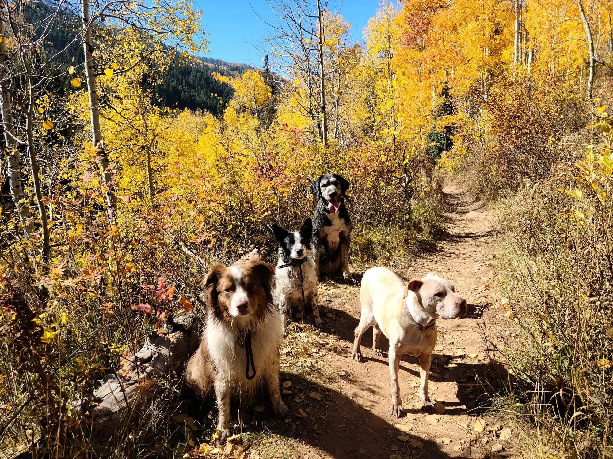 A pack of four trail dogs waiting together on a sunlit path beneath a canopy of golden aspens