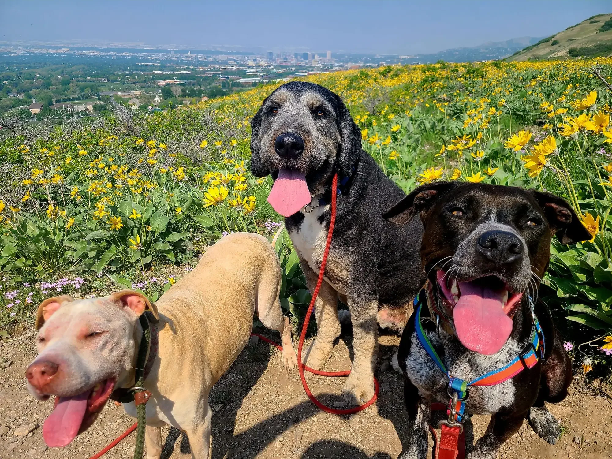 Marilyn's pack standing together in a mountain meadow of wildflowers