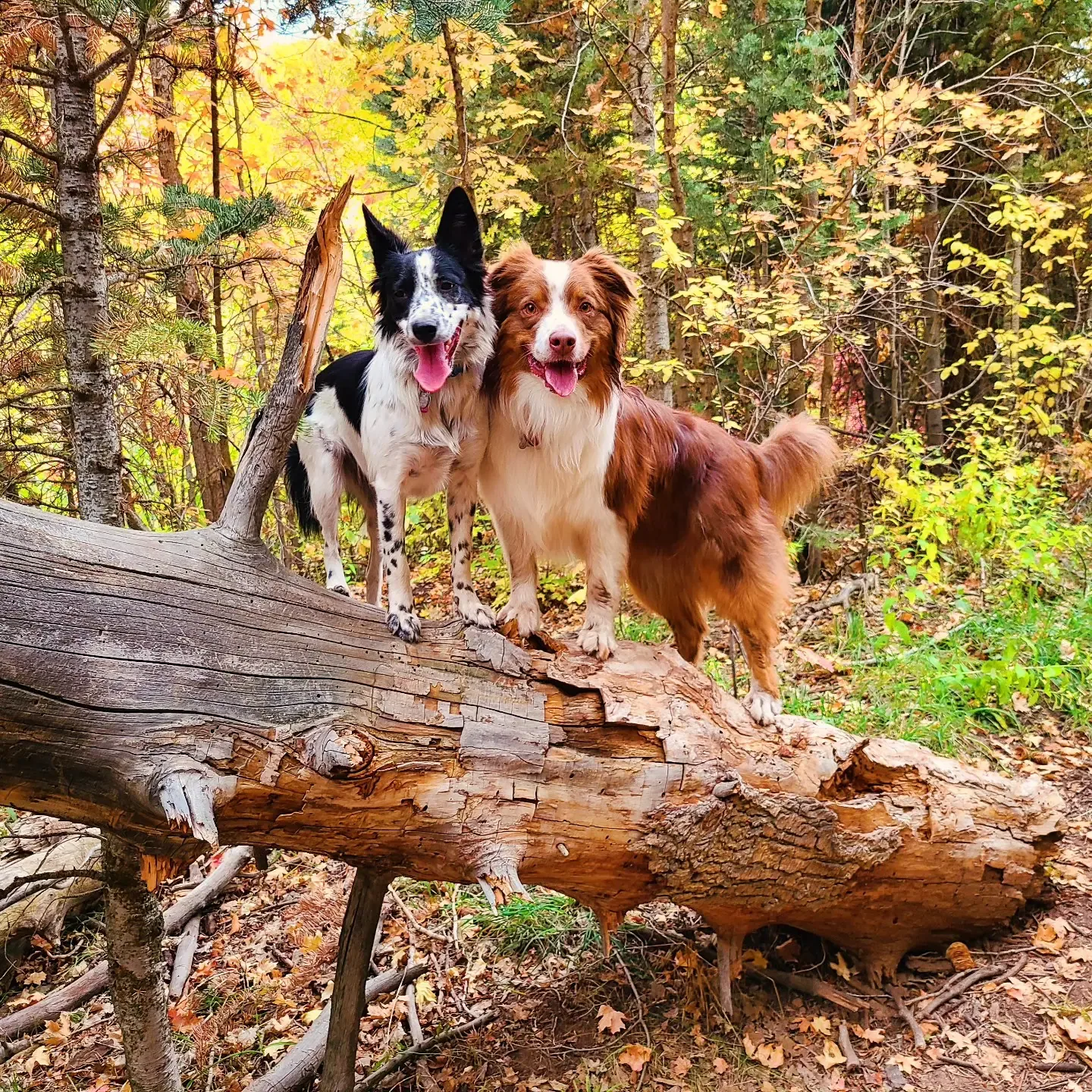 Two dogs — a border collie and an Australian shepherd — balanced on a fallen log in autumn woods