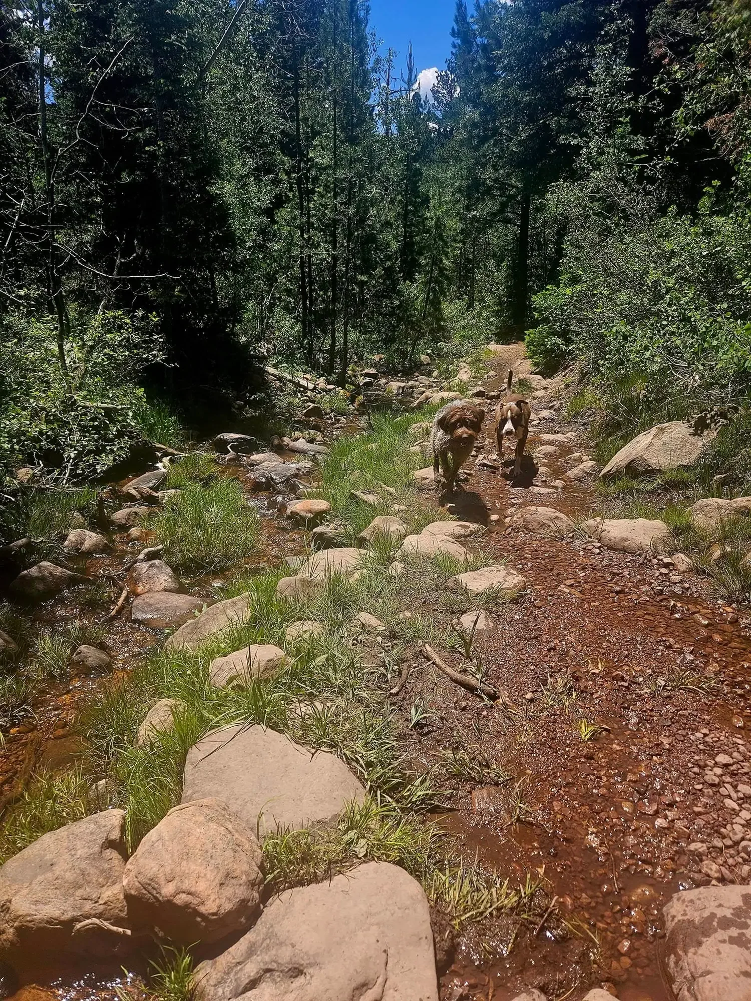 Two dogs wading along a rocky mountain stream